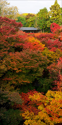 東福寺の紅葉